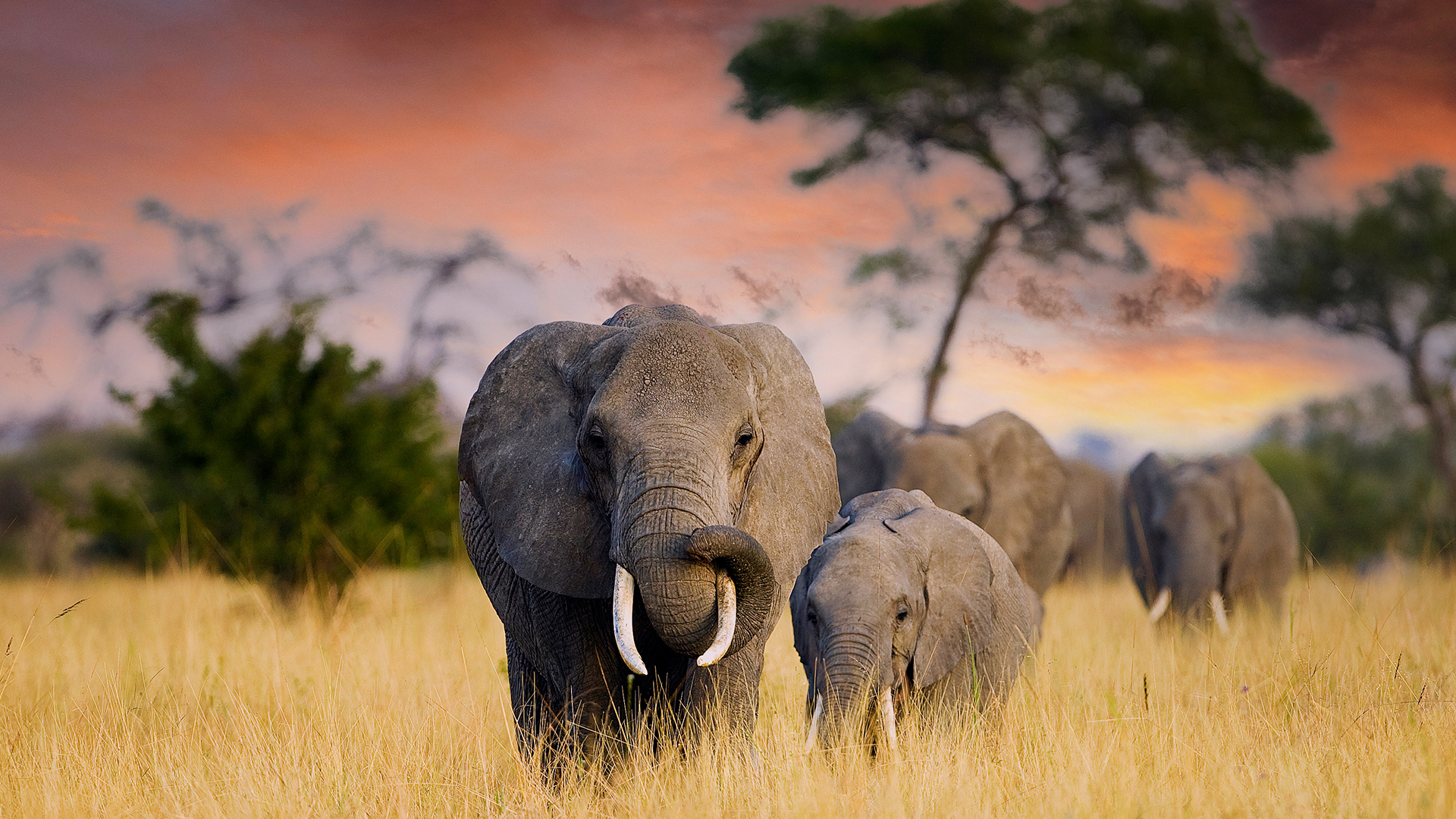 塔兰吉雷国家公园一日游